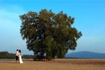 Trash The Dress Photography